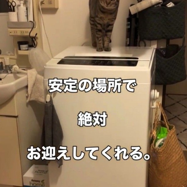 洗濯機の上でお出迎えをしてくれるテンくん（テンくんの飼い主さん、Instagramよりキャプチャ撮影）