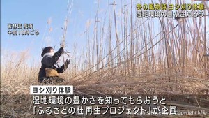 冬の風物詩　仙台市の沿岸でヨシ刈り体験