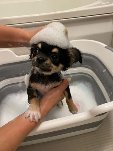 家にきたころの「そら」