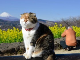 ちょっと太めのネコ「チャミ」、菜の花が広がる公園に