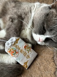 抗がん剤治療中。体重の増減はあったが、副作用は見られなかった