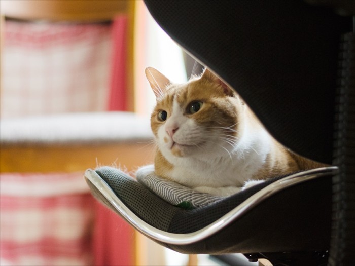 「こんな感じのポーズでいいかな」（小林写函撮影）