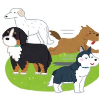 穏やかで心優しい子が多い「大型犬」。だがそのパワーは想像以上だ