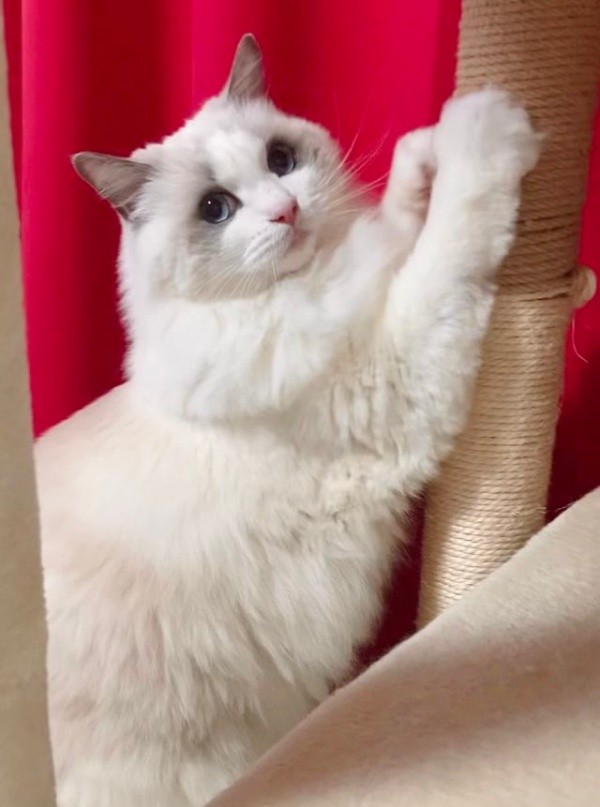 爪研ぎ中、褒めると必ず視線をくれることらちゃん（画像提供：ことら モフドールさん）