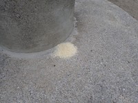 直前にはパン粉も放置されていました（かながわ海岸美化財団提供）