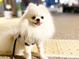 足が悪いけど、そんなのへっちゃら！　同居犬のお世話もする心優しいポメ「チュウル」