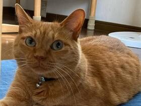 いつまでもイケにゃんで元気に長生きしてね！　雑種猫「カミンスキー」