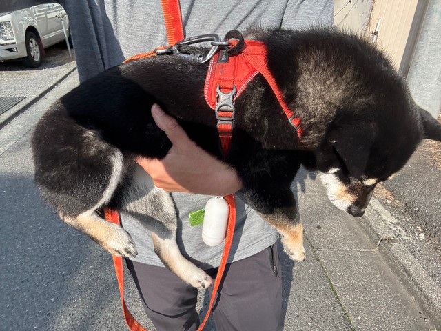 くったり（画像提供：べちかさん）