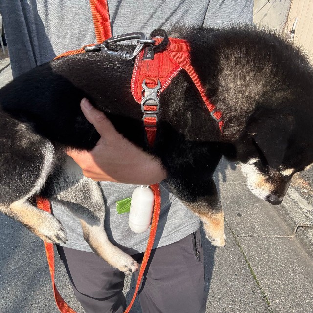 くったり（画像提供：べちかさん）