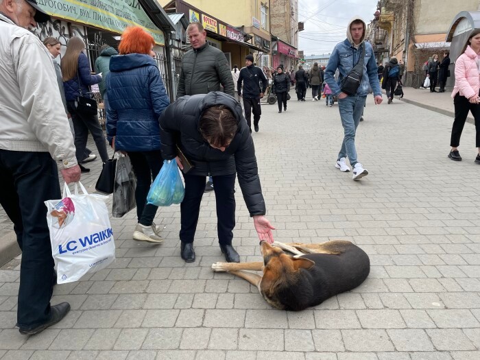 野良犬は町に溶け込んでいるように見える