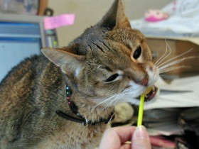 ナイト気取りの猫「アーサー」、納豆を食べる旦那にあわれみの目