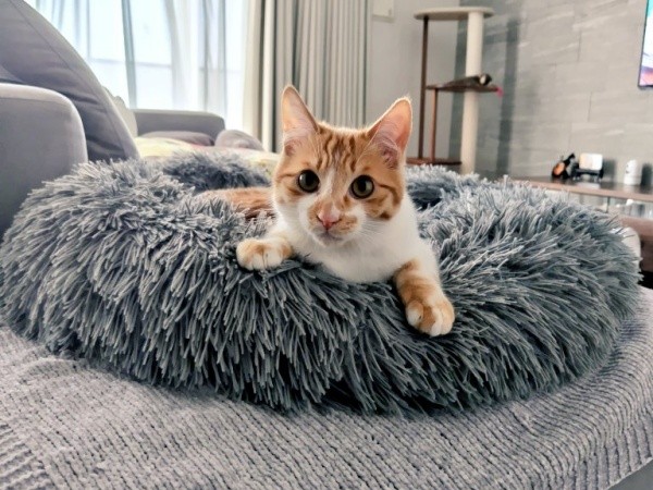 「行ってきます」 飼い主さんを見送るもずくくん（画像提供：mさん）