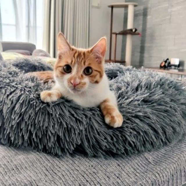 「行ってきます」 飼い主さんを見送るもずくくん（画像提供：mさん）