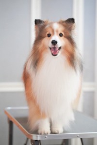 お風呂場で「エリンギ」みたいになっていたくぬぎちゃん（提供：しゃべる乳酸菌ちゃんさん）