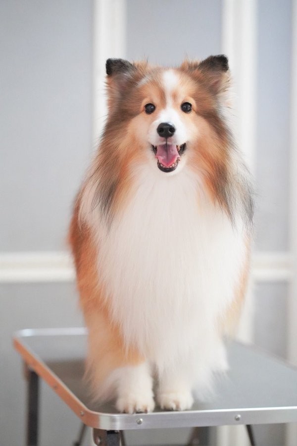 お風呂場で「エリンギ」みたいになっていたくぬぎちゃん（提供：しゃべる乳酸菌ちゃんさん）