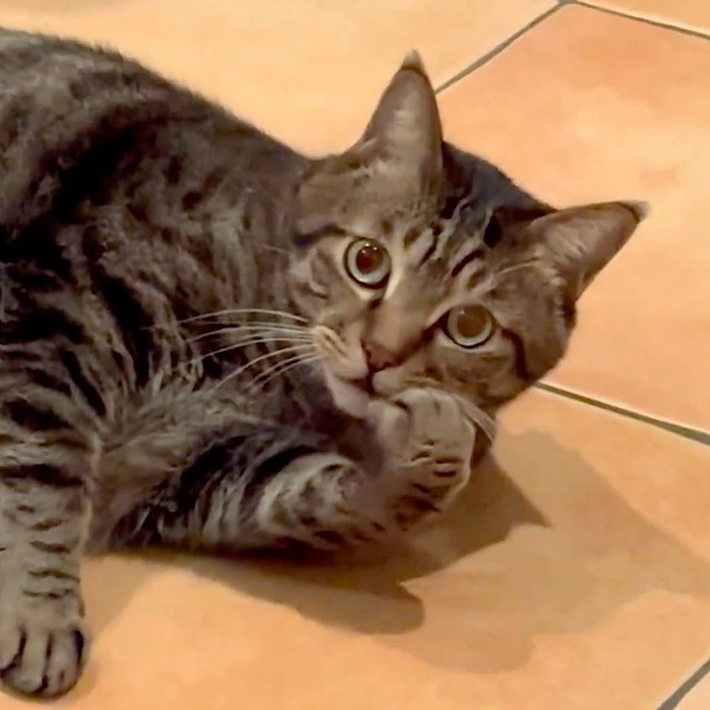 飼い主さんから注意を受けているときのまろくん。宗方さんによるまろくんの心のセリフ→「……はぁ？」（動画からキャプチャー／提供：宗方脩さん）