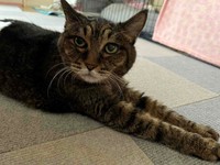 体に丸みが戻った、現在のジジちゃん