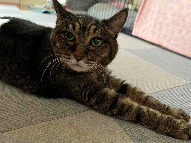 体に丸みが戻った、現在のジジちゃん