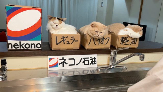 キッチンに登場した「ネコノ石油」の写真が話題（「猫は液体(みかんとじろうさんち)」さん）