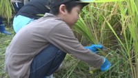 中山千枚田　香川県小豆島町