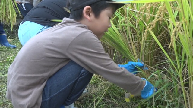 中山千枚田　香川県小豆島町