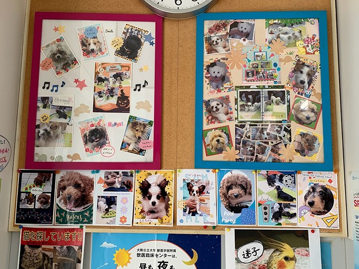 院内に張り出された、パピークラスの卒業生達の写真。みんな生き生きして楽しそう（前村さん提供）

