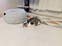 ドーナツベッドと添い寝！？ 気持ちよさそうなつくねちゃん（画像提供：猫目さん）