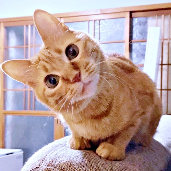 「なあに？」 首をかしげる仕草が愛らしいつぶちゃん（画像提供：つぶさん）