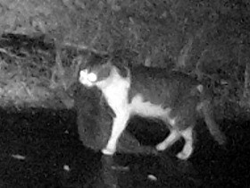 希少種を襲う野ネコ　捨てられて野生化、アマミノクロウサギ狙う