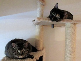 ダニが気になる猫タワーをついに撤去　部屋見上げ抗議の鳴き声