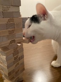 もしやジェンガのルールを理解してる？③（こげめさん提供）