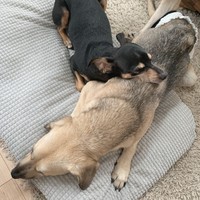 ブルーノ兄ちゃん、重いよ～