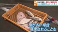 商品価値が無い魚