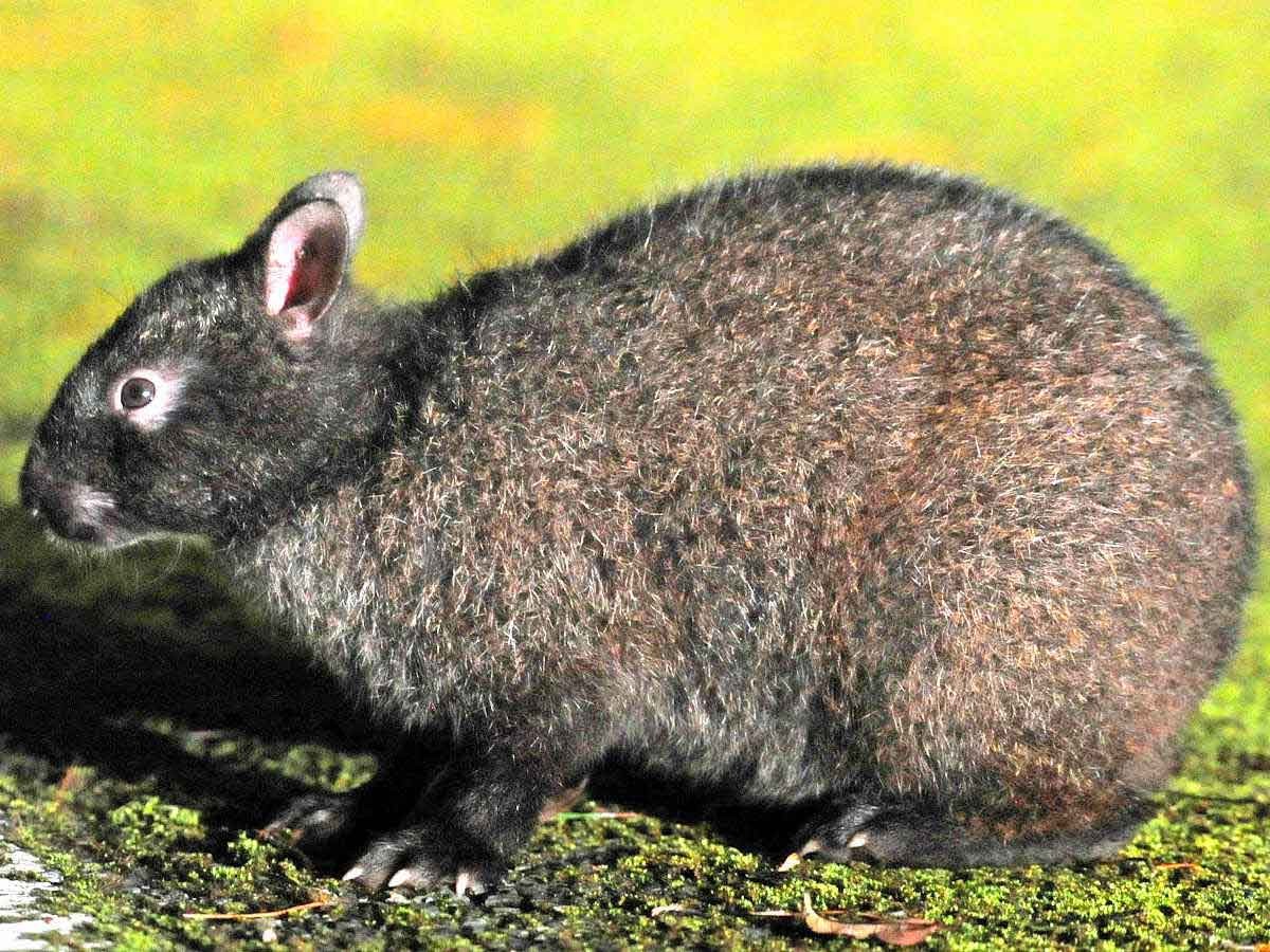 希少種アマミノクロウサギ8匹の死骸見つかる 犬による被害か | 「犬や