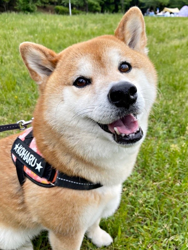 ご利益ありそう！？ 「逆さ柴」を披露したこはるちゃん（画像提供：赤柴こはる 岡山生まれおっさん育ちさん）