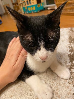 育児に疲れると、ねこたまごさんのスタッフに抱っこを要求のクロちゃん。今までよくがんばりました。存分に甘えられる新しい場所をクロちゃんは見つけました（飼い主さん決定）