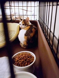 お迎え初日、ケージの隅で小さく丸まっていた桜ちゃん（画像提供：恵美子with三毛猫桜 時々旦那さん）