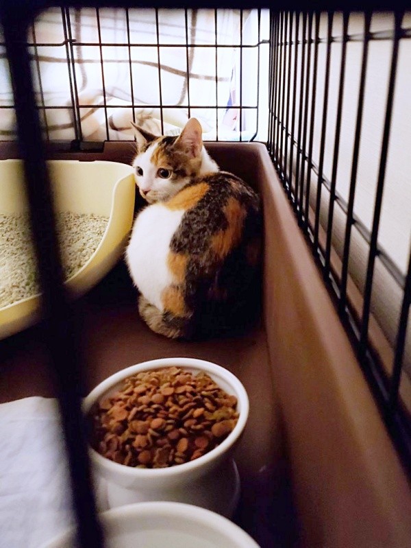 お迎え初日、ケージの隅で小さく丸まっていた桜ちゃん（画像提供：恵美子with三毛猫桜 時々旦那さん）