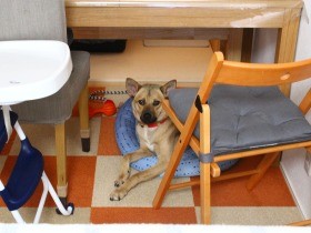 野犬の子を引き取り、子育てと両立　元保護団体スタッフ