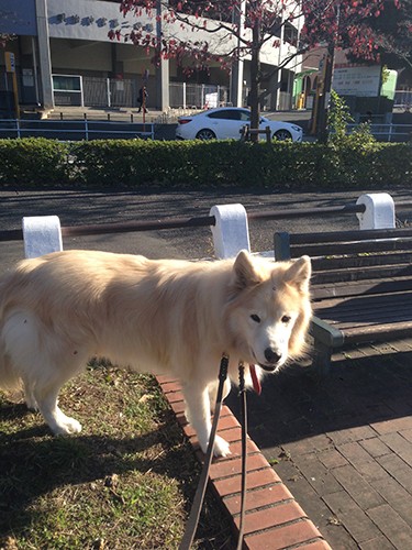 明治神宮第二球場前で