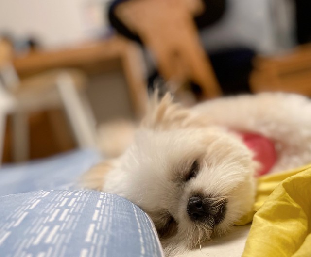 初めてのプールはいかがでしたか？（提供写真）