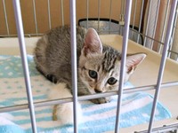 2019年7月7日、保護された子猫時代のななちゃん（画像提供：KALEIDOSCOPE（カレイドスコヲプ）さん）