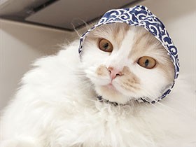 ネズミは好きだけど泥棒猫じゃないよ　マンチカンの「チャイ」