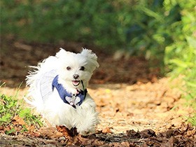 葉っぱムシャムシャしていたの？　マルチーズの「もも」