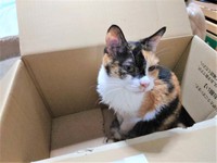 お気に入りの段ボール箱に入ってご機嫌のイズちゃん