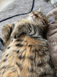 誰にも負けない可愛い寝顔にゃ＝もなさん（@monamofumofu）提供