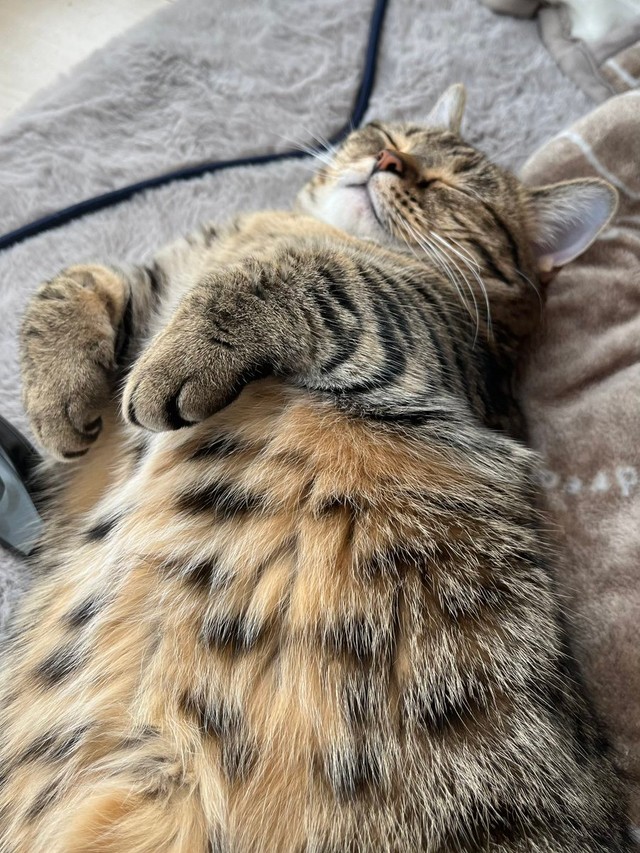 誰にも負けない可愛い寝顔にゃ＝もなさん（@monamofumofu）提供