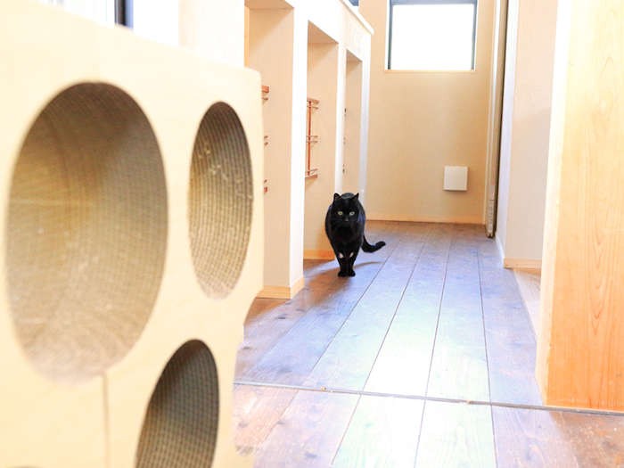 黒猫、小春の姿が