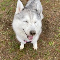 穴掘りでお顔が泥だらけなのも、あんよが短いのも笑顔も可愛い過ぎる♡（提供：ハマジさん）