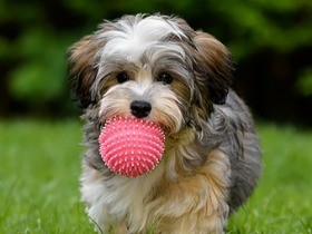 子犬には正しい遊び方がある！　遊び、散歩は勉強と同じ